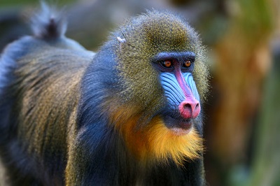 Baboon