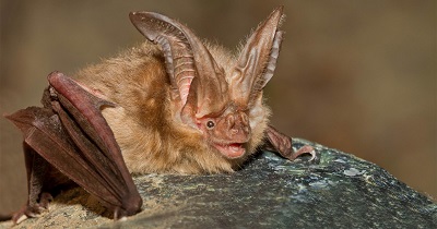 Bat