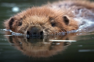 Beaver