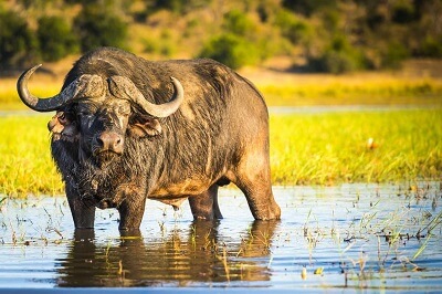 Buffalo