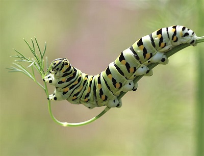 Caterpillar