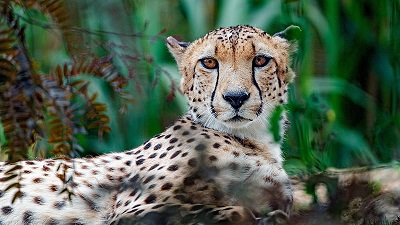 Cheetah