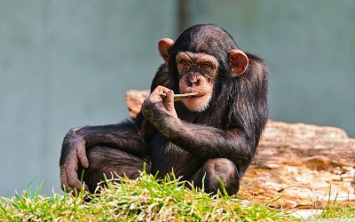 Chimpanzee