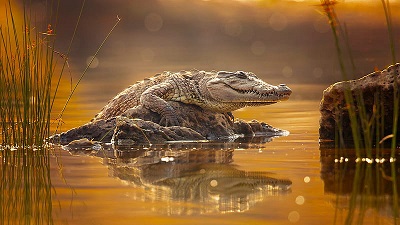 Crocodile