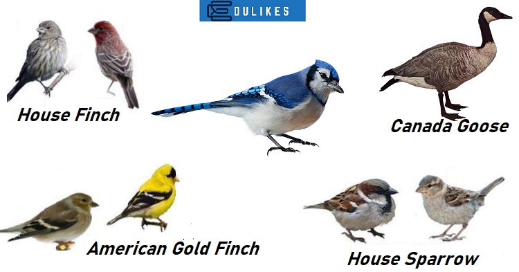 List of Birds