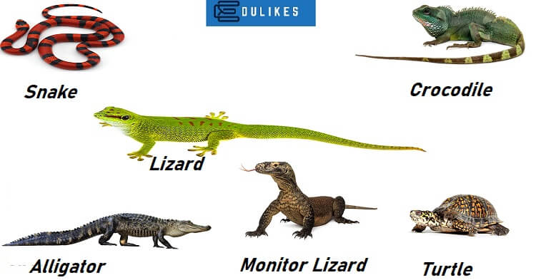 List of Reptiles