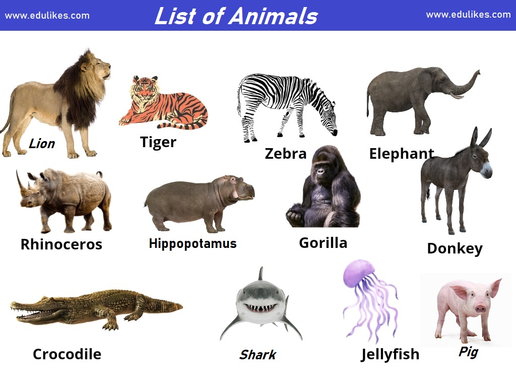 List of Animals