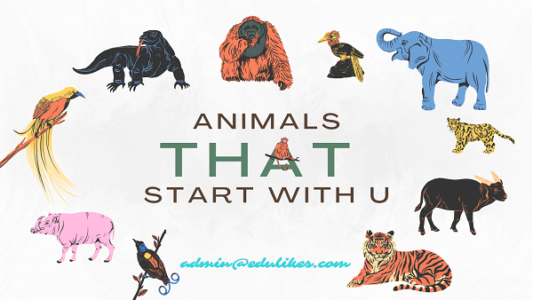 Animals That Start with U