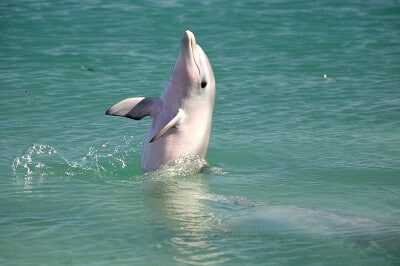 Dolphin