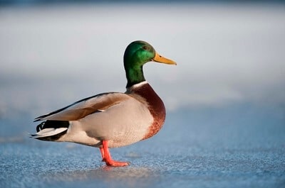 Duck