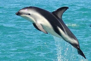 Dusky Dolphin