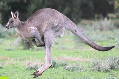EASTERN-grey-kangaroo