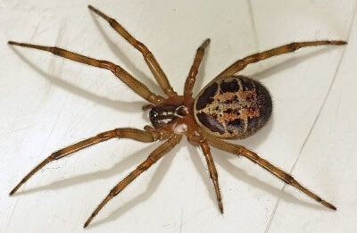 False Widow Spiders