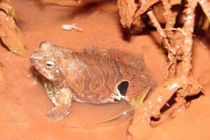 False-eyed frog