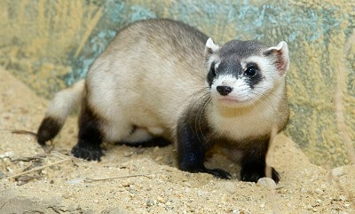 Ferret