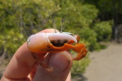 Fiddler Crab