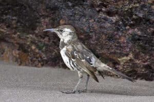 Floreana mockingbird