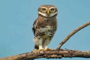 Forest Owlet