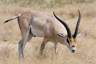 Gazelle