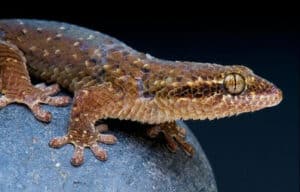 Geckolepis megalepis