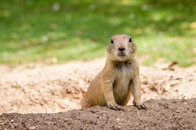 Gopher