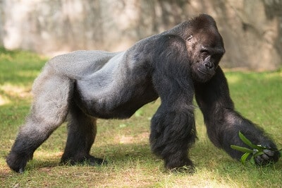 Gorilla