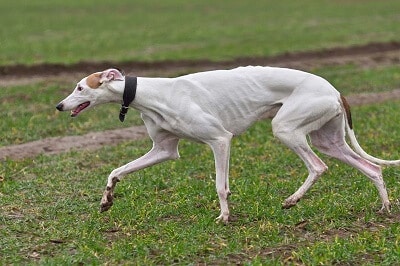 Greyhound