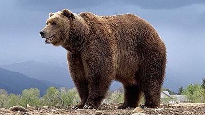 Grizzly bear