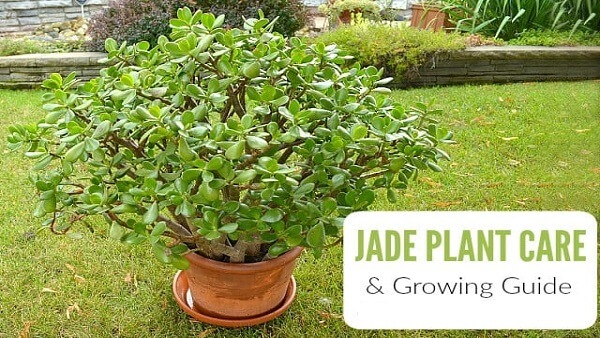 Guide to Grow Jade Plants