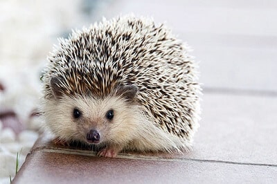 Hedgehog