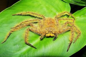 Heteropoda davidbowie