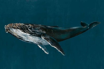 Humpback Whale