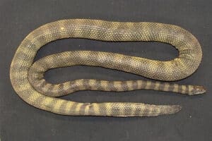 Hydrophis donaldi