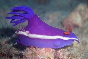 Hypselodoris iba