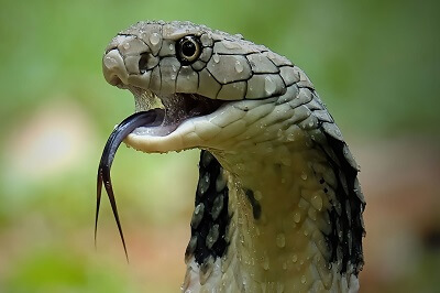 King Cobra