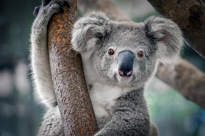 Koala