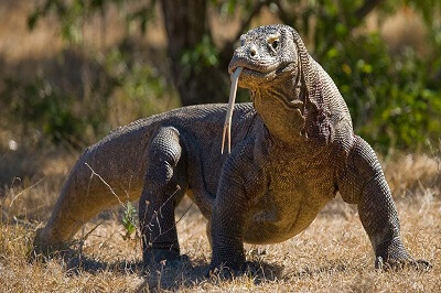 Komodo Dragon