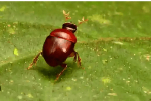 Lilliputian beetle