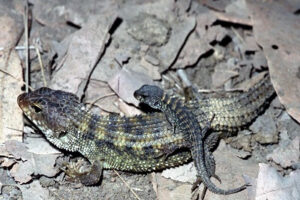 Nangur spiny skink