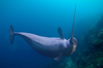 Narwhal