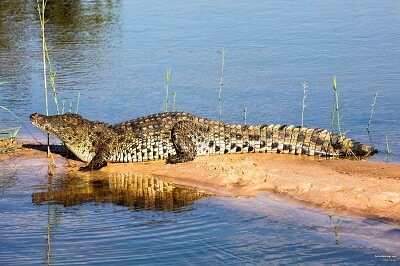 Nile Crocodile