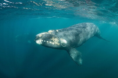 North Atlantic Right Whale