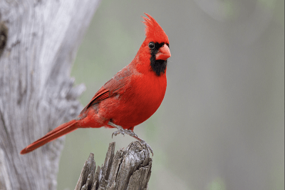 Northern Cardinal