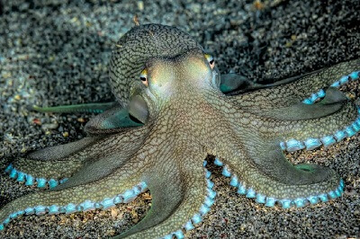 Octopus