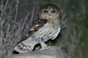 Omani owl