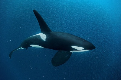 Orca