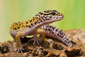 Pangolin Gecko