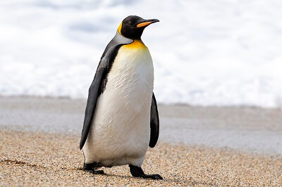 Penguin