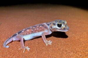 Pernatty knob-tailed gecko
