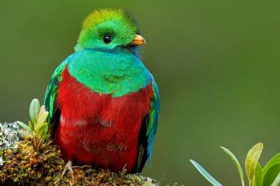 Quetzal